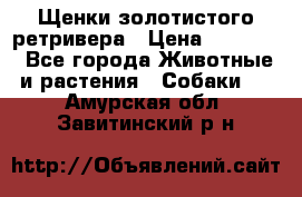 Щенки золотистого ретривера › Цена ­ 15 000 - Все города Животные и растения » Собаки   . Амурская обл.,Завитинский р-н